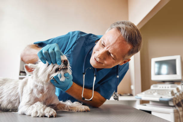 Best Emergency Wisdom Tooth Extraction in Roscommon, MI